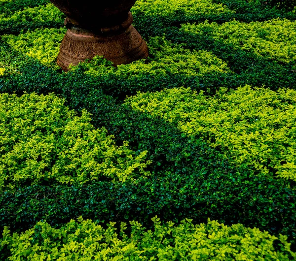 Diseño Paisaje Lujo Del Jardín Tropical Hermosa Vista Del Jardín —  Fotos de Stock