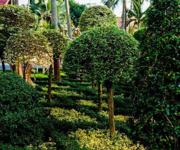 Luxus Táj Design Trópusi Kertben Gyönyörű Kilátás Nyílik Parkosított Trópusi — Stock Fotó