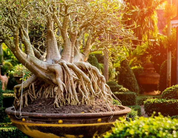 Diseño Paisaje Lujo Del Jardín Tropical Hermosa Vista Del Jardín — Foto de Stock