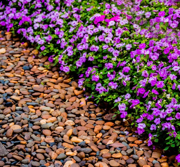 Luxury Landscape Design Tropical Garden Beautiful View Landscaped Tropical Garden — Stock Photo, Image