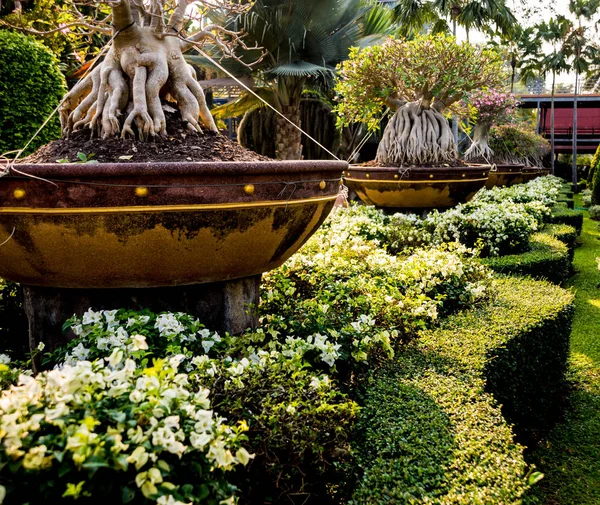Tropikal Bahçe Lüks Manzara Tasarımı Güzel Bir Tropik Bahçe Manzarası — Stok fotoğraf
