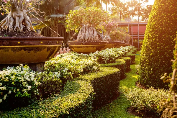 Diseño Paisaje Lujo Del Jardín Tropical Hermosa Vista Del Jardín — Foto de Stock