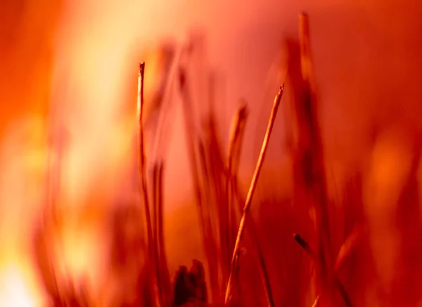 Abstrato Fundo Colorido Close Macro Flores Pétalas — Fotografia de Stock