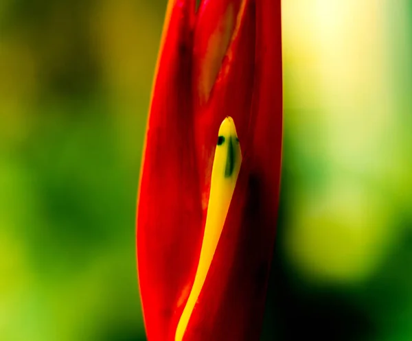 Abstract Gekleurde Achtergrond Close Macro Bloemen Blaadjes — Stockfoto