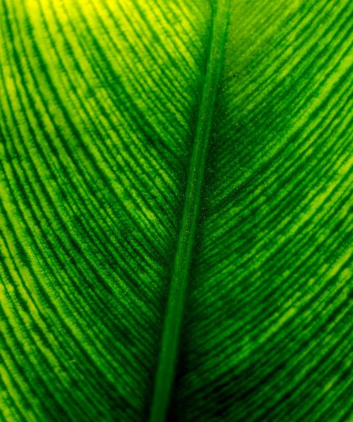 Fondo Color Abstracto Cerca Hoja Macro —  Fotos de Stock