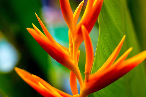 Fondo Color Abstracto Cerca Macro Flores Pétalos — Foto de Stock