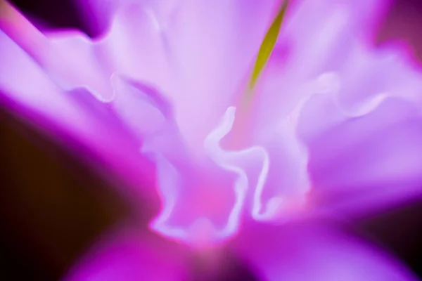 Abstrakta Färgad Bakgrund Närbild Makro Blommor Och Blad — Stockfoto