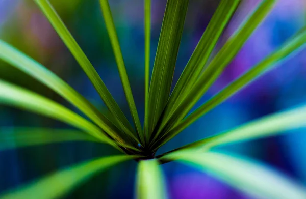 Fond Couleur Abstraite Fermer Macro Aux Feuilles — Photo