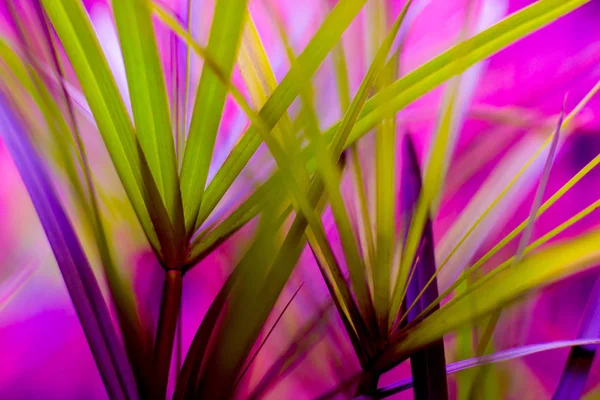 Abstract Colored Background Close Macro Leaves — Stock Photo, Image