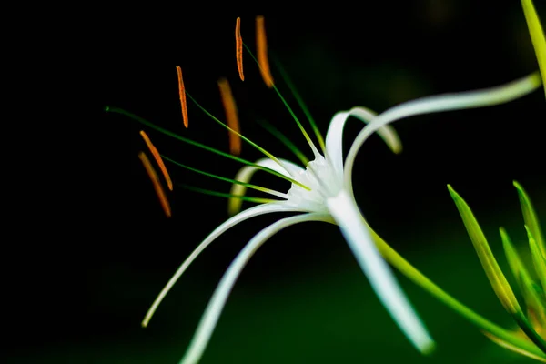抽象的な背景色をクローズ アップ マクロ 花と花びら — ストック写真