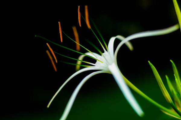 Fond Couleur Abstraite Fermer Macro Fleurs Pétales — Photo