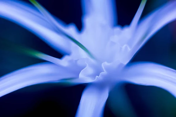 Renkli Arka Plan Kapatın Makro Çiçek Yaprakları — Stok fotoğraf