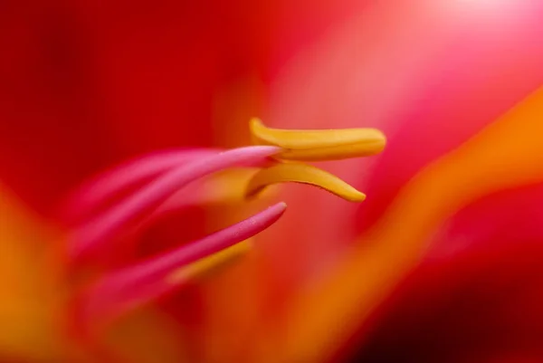Abstract Colored Background Close Macro Flowers Petals — Stock Photo, Image