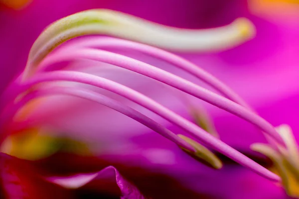 抽象的な背景色をクローズ アップ マクロ 花と花びら — ストック写真