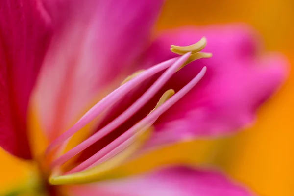 Abstract Colored Background Close Macro Flowers Petals — Stock Photo, Image