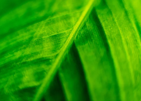 Abstrakta Färgad Bakgrund Närbild Macro Grön Blad — Stockfoto