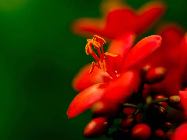 Fondo Color Abstracto Cerca Macro Flor — Foto de Stock