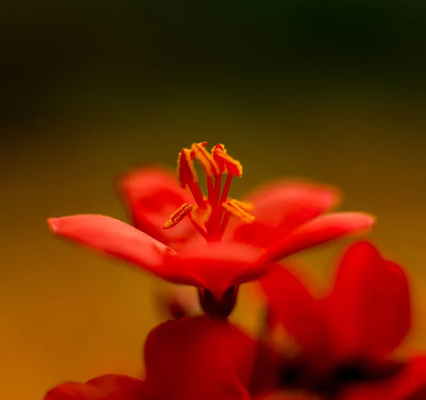 Abstract Gekleurde Achtergrond Close Macro Bloem — Stockfoto