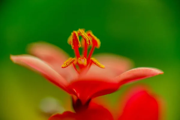 Abstract Colored Background Close Macro Flower — Stock Photo, Image