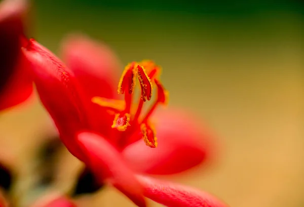 抽象的な背景色をクローズ アップ マクロ 花と花びら — ストック写真