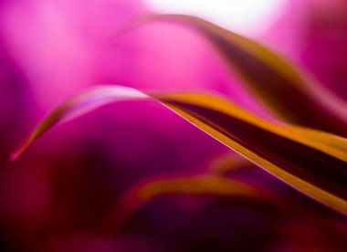 Renkli arka plan kapatın. Makro yaprakları 