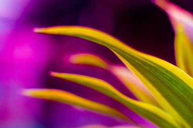 Renkli arka plan kapatın. Makro yaprakları 