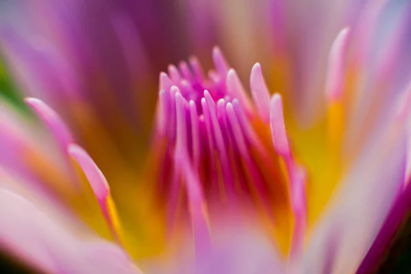 Abstract Colored Background Close Macro Flowers Petals — Stock Photo, Image