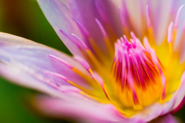 抽象的な背景色をクローズ アップ マクロ 花と花びら — ストック写真