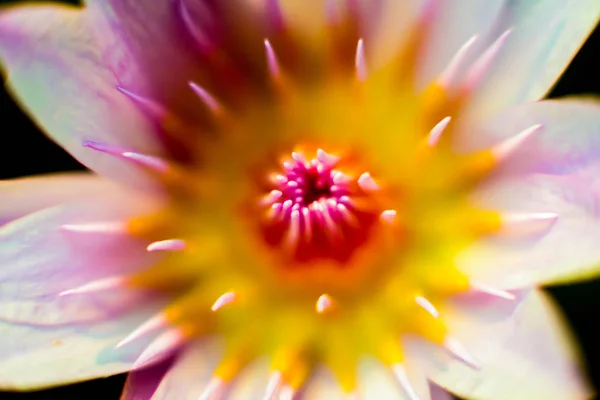 Abstract Colored Background Close Macro Flowers Petals — Stock Photo, Image