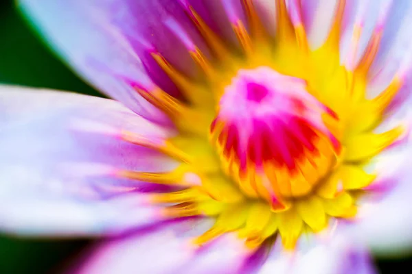 Abstract Colored Background Close Macro Flower — Stock Photo, Image