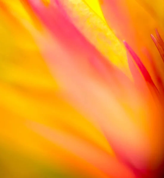 Abstract Gekleurde Achtergrond Close Macro Bloemen Blaadjes — Stockfoto