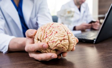 Doktor insan beyninin plastik modelini tutuyor. Arkaplan