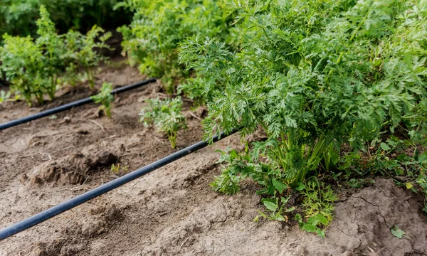 Sistema Irrigação Por Gotejamento Fundo Agrícola — Fotografia de Stock
