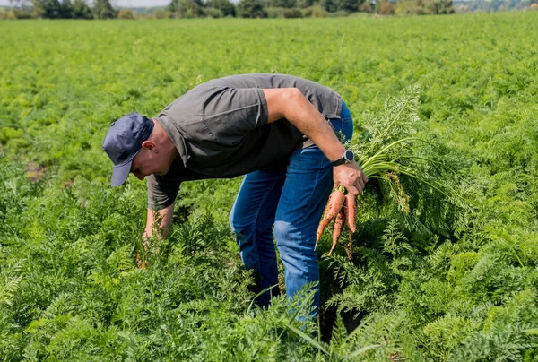 Growing organic carrots. Carrots in the hands of a farmer. Freshly harvested carrots. Autumn harvest. Agriculture.