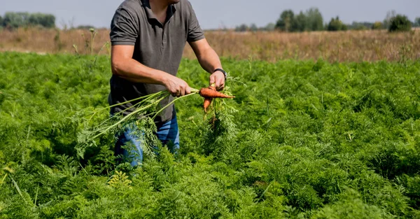 种植有机胡萝卜 胡萝卜在一个农民手里 新鲜收获的胡萝卜 秋天的收获 农产工业 — 图库照片