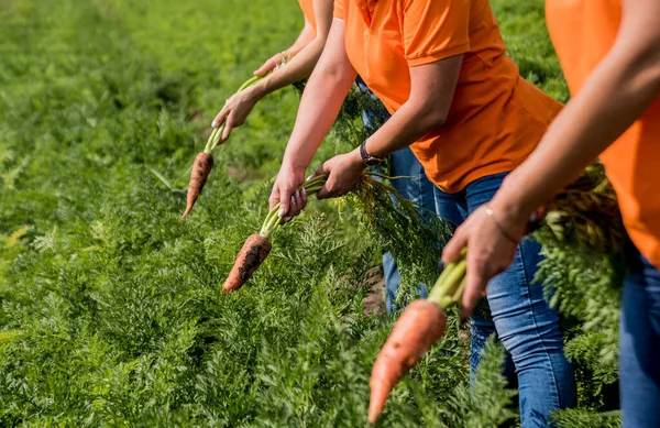 Growing organic carrots. Carrots in the hands a group of farmers. Freshly harvested carrots. Autumn harvest. Agriculture. Agro industry.