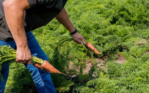 种植有机胡萝卜 胡萝卜在一个农民手里 新鲜收获的胡萝卜 秋天的收获 农产工业 — 图库照片