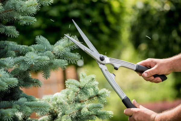 Professionell trädgårdsmästare beskärning ett träd med trädgård sax — Stockfoto
