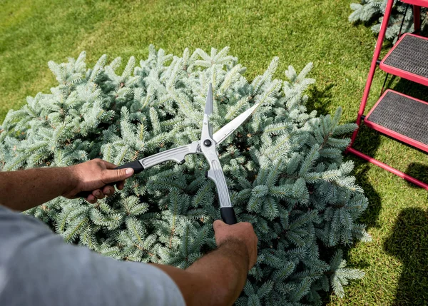 Profesionální zahradník prořezává strom zahradními nůžkami — Stock fotografie