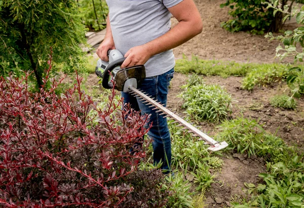 A gardener trimming shrub with hedge trimmer — Stock Photo, Image