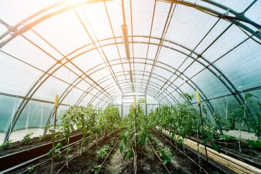 Bitkiler bir serada yetişiyor. Tarım