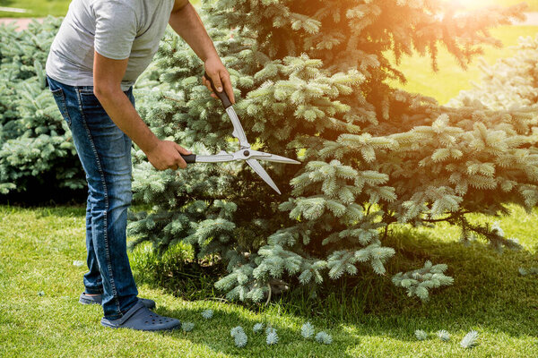 Professional gardener pruning a tree with garden scissors
