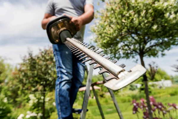 Een tuinier trimt bomen met heggenschaar — Stockfoto