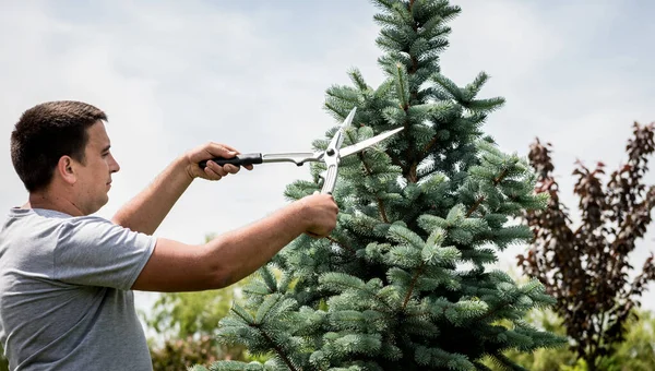 专业园艺师用花园剪刀修剪树木 — 图库照片