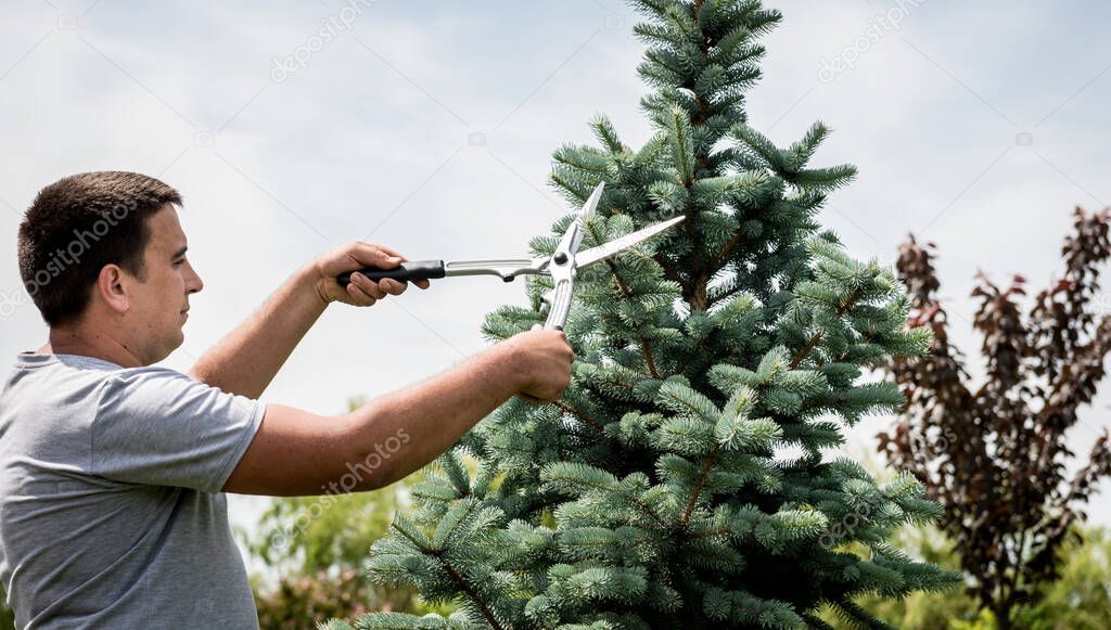 Professional gardener pruning a tree with garden scissors