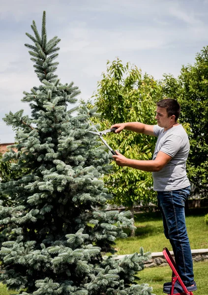 Професійний садівник обрізає дерево садовими ножицями — стокове фото