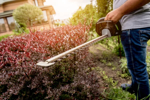 Un arbusto de recorte de jardinero con recortadora de setos —  Fotos de Stock