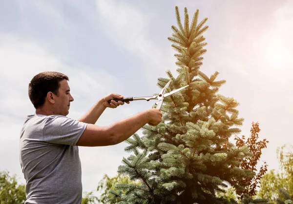 Επαγγελματίας κηπουρός κλαδεύει ένα δέντρο με ψαλίδι κήπου — Φωτογραφία Αρχείου