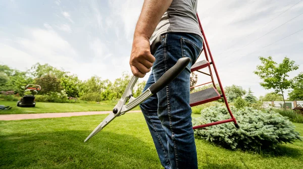 Професійний садівник йде обрізати дерева садовими ножицями і драбинами — стокове фото