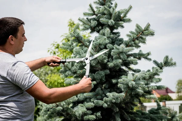 Profi-Gärtner beschneidet Baum mit Gartenschere — Stockfoto